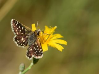 Kzl Zpzp (Spialia orbifer)