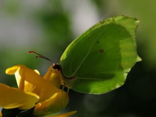 Kleopatra (Gonepteryx cleopatra)