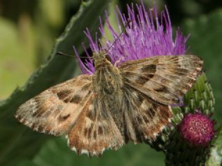 Hatmi Zpzp (Carcharodus alceae)