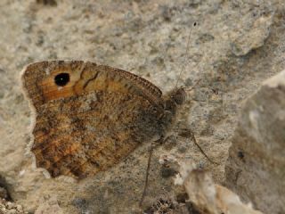 Anadolu Yalanccads (Pseudochazara anthelea)