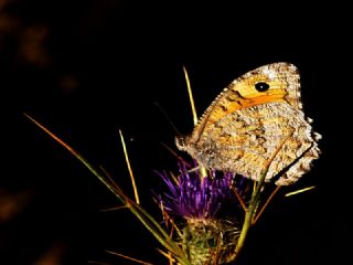 Anadolu Yalanccads (Pseudochazara anthelea)