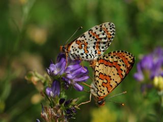 Kafkasyal parhan (Melitaea interrupta)