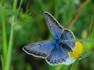 okgzl Mavi (Polyommatus icarus)