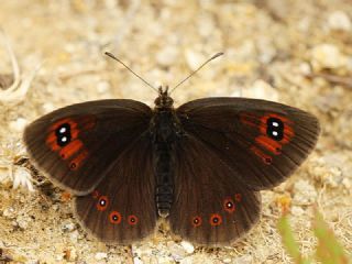 Harem Gzelesmeri (Erebia ottomana)