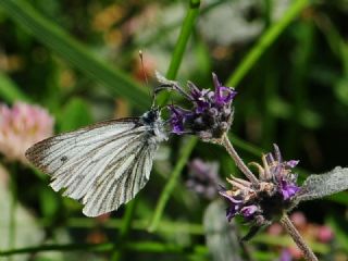 izgili Da Beyazmelei (Pieris bryoniae)