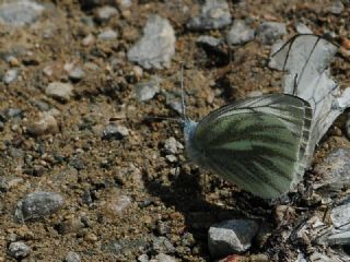 Çizgili Dağ Beyazmeleği (Pieris bryoniae)