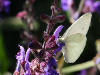 Yalanc Beyazmelek (Pieris pseudorapae)