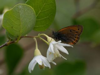 Rus Zpzp Perisi (Coenonympha leander)