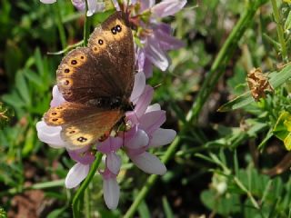 Orman Gzelesmeri (Erebia medusa )