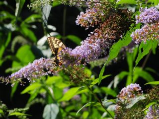 Krlangkuyruk (Papilio machaon)