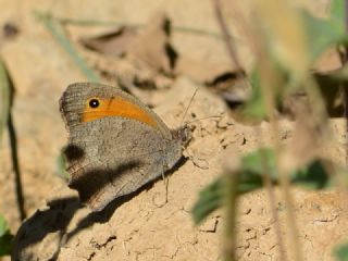 Esmerperi (Hyponephele lupina)