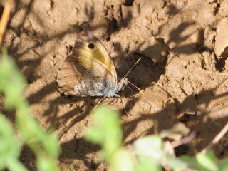 Esmerperi (Hyponephele lupina)