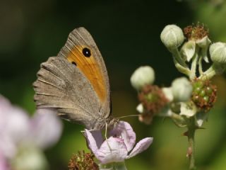 Esmerperi (Hyponephele lupina)