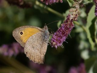 Esmerperi (Hyponephele lupina)