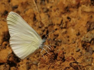 Narin Orman Beyaz (Leptidea sinapis)