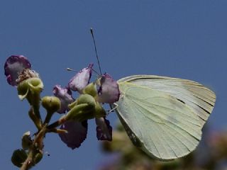 Byk Beyazmelek  (Pieris brassicae)