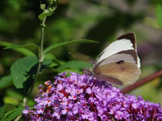 Byk Beyazmelek  (Pieris brassicae)