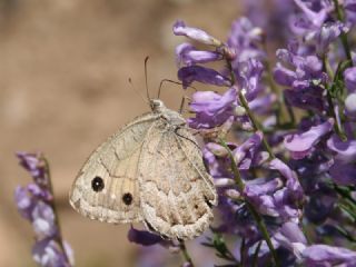 Hametli Pirireis (Satyrus ferulus)