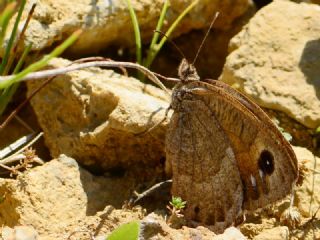 Hametli Pirireis (Satyrus ferulus)