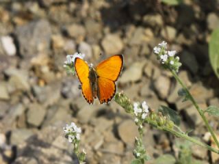 Alev Ategzeli (Lycaena kefersteinii)