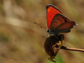 Da Atei (Lycaena thetis)