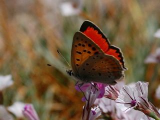 Da Atei (Lycaena thetis)