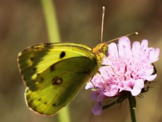 Gzel Azamet (Colias alfacariensis)