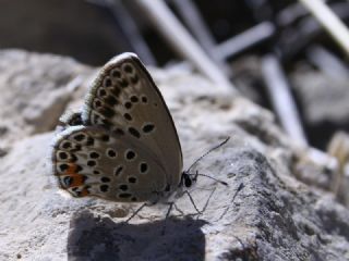 Doulu Esmergz (Plebejus carmon)