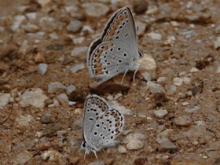 Doulu Esmergz (Plebejus carmon)