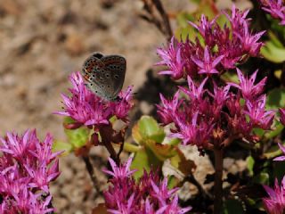 Doulu Esmergz (Plebejus carmon)