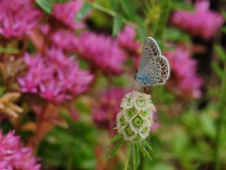 Anadolu Esmergz (Plebejus modicus)