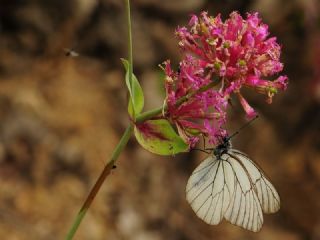 Al Beyaz (Aporia crataegi)