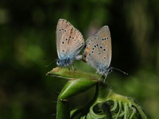 Çokgözlü Güzel Mavi (Polyommatus bellis)