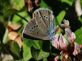 okgzl Gzel Mavi (Polyommatus bellis)