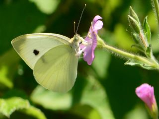 Kk Beyazmelek (Pieris rapae)