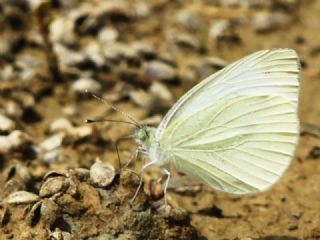 Kk Beyazmelek (Pieris rapae)