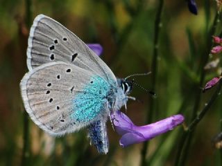 okgzl Rus Mavisi (Polyommatus coelestina)