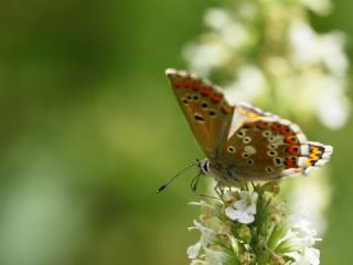 okgzl Anadolu Mavisi (Aricia crassipunctus)