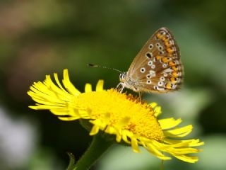 okgzl Anadolu Mavisi (Aricia crassipunctus)