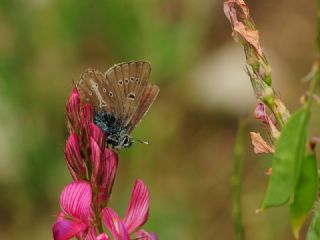 okgzl Geranium Mavisi (Aricia eumedon)