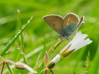 okgzl Geranium Mavisi (Aricia eumedon)