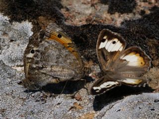 Anadolu Yalanccads (Pseudochazara anthelea)