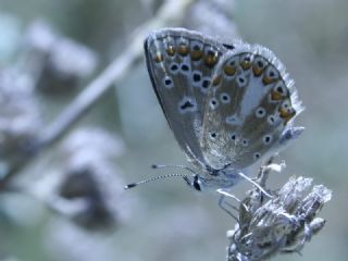 Anadolu okgzls (Polyommatus hyacinthus)