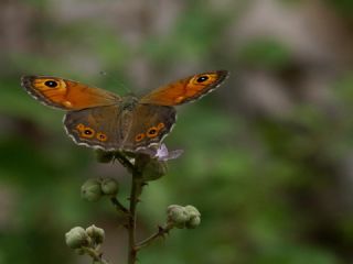 Esmerboncuk (Lasiommata maera)