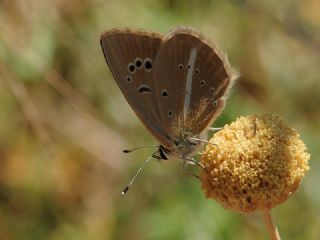 ? Agro Tr (Tanmsz) (Agrodiaetus sp.)