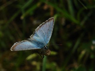 okgzl Balkan Mavisi (Aricia anteros )