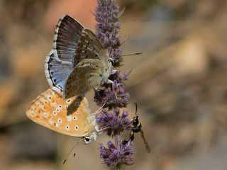 okgzl Anadolu illi Mavisi (Polyommatus ossmar)