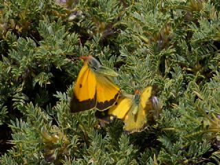 Anadolu Azameti (Colias aurorina)