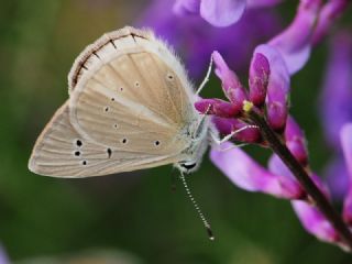 okgzl Anadolu Beyaz (Polyommatus menalcas)