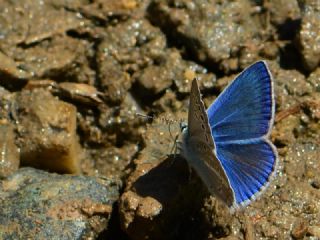 Çokgözlü Karabet Mavisi (Polyommatus haigi)